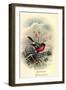 Fröhliche Weihnachten, Rotkehlchen, Erithacus Rubecula-null-Framed Giclee Print