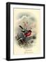 Fröhliche Weihnachten, Rotkehlchen, Erithacus Rubecula-null-Framed Giclee Print