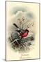 Fröhliche Weihnachten, Rotkehlchen, Erithacus Rubecula-null-Mounted Giclee Print