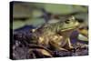 Frog, Bull Frog-null-Stretched Canvas