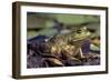 Frog, Bull Frog-null-Framed Photographic Print