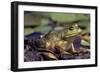 Frog, Bull Frog-null-Framed Photographic Print