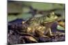 Frog, Bull Frog-null-Mounted Photographic Print