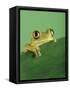 Frog Clinging to Leaf-David Aubrey-Framed Stretched Canvas