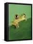 Frog Clinging to Leaf-David Aubrey-Framed Stretched Canvas