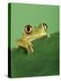 Frog Clinging to Leaf-David Aubrey-Stretched Canvas