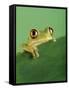 Frog Clinging to Leaf-David Aubrey-Framed Stretched Canvas