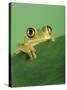 Frog Clinging to Leaf-David Aubrey-Stretched Canvas