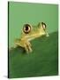 Frog Clinging to Leaf-David Aubrey-Stretched Canvas