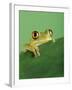 Frog Clinging to Leaf-David Aubrey-Framed Photographic Print