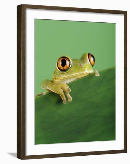 Frog Clinging to Leaf-David Aubrey-Framed Photographic Print