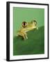 Frog Clinging to Leaf-David Aubrey-Framed Photographic Print