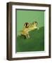 Frog Clinging to Leaf-David Aubrey-Framed Photographic Print