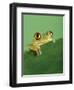 Frog Clinging to Leaf-David Aubrey-Framed Photographic Print