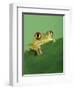 Frog Clinging to Leaf-David Aubrey-Framed Photographic Print