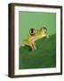 Frog Clinging to Leaf-David Aubrey-Framed Photographic Print