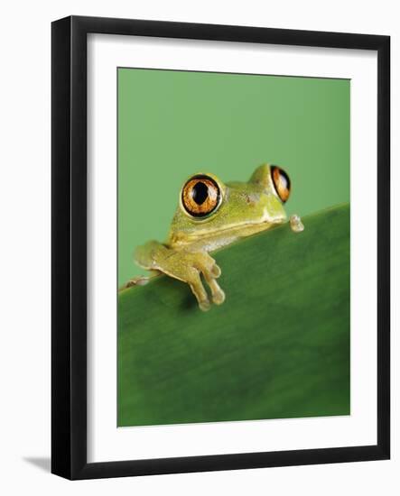 Frog Clinging to Leaf-David Aubrey-Framed Photographic Print