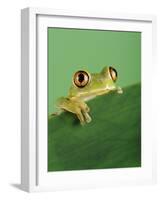 Frog Clinging to Leaf-David Aubrey-Framed Photographic Print