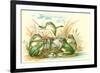 Frog Ensemble-null-Framed Premium Giclee Print