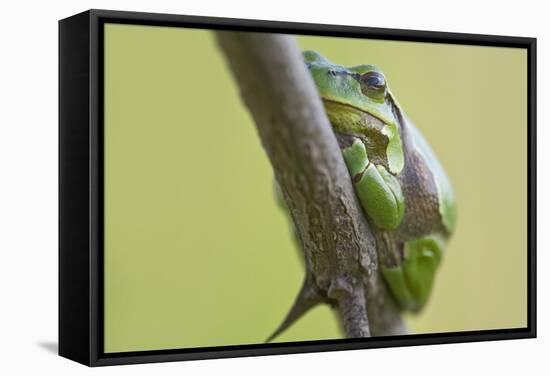 Frog, European Tree Frog, Hyla Arborea-Rainer Mirau-Framed Stretched Canvas