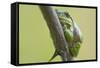Frog, European Tree Frog, Hyla Arborea-Rainer Mirau-Framed Stretched Canvas