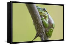 Frog, European Tree Frog, Hyla Arborea-Rainer Mirau-Framed Stretched Canvas