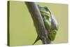 Frog, European Tree Frog, Hyla Arborea-Rainer Mirau-Stretched Canvas