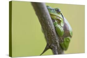 Frog, European Tree Frog, Hyla Arborea-Rainer Mirau-Stretched Canvas