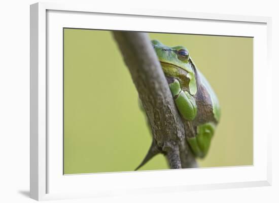 Frog, European Tree Frog, Hyla Arborea-Rainer Mirau-Framed Photographic Print
