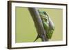 Frog, European Tree Frog, Hyla Arborea-Rainer Mirau-Framed Photographic Print