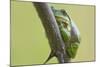 Frog, European Tree Frog, Hyla Arborea-Rainer Mirau-Mounted Photographic Print