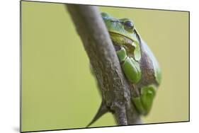 Frog, European Tree Frog, Hyla Arborea-Rainer Mirau-Mounted Photographic Print