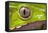 Frog Eye Amphibian Vertical Pupil Beautiful Animal Detail of Iris Phyllomedusa Bicolor-Dirk Ercken-Framed Stretched Canvas