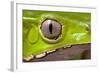 Frog Eye Amphibian Vertical Pupil Beautiful Animal Detail of Iris Phyllomedusa Bicolor-Dirk Ercken-Framed Photographic Print