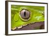 Frog Eye Amphibian Vertical Pupil Beautiful Animal Detail of Iris Phyllomedusa Bicolor-Dirk Ercken-Framed Photographic Print