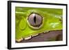 Frog Eye Amphibian Vertical Pupil Beautiful Animal Detail of Iris Phyllomedusa Bicolor-Dirk Ercken-Framed Photographic Print