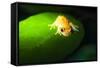 Frog in the Amazon Rainforest at Night, Coca, Ecuador, South America-Matthew Williams-Ellis-Framed Stretched Canvas