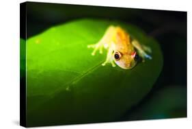 Frog in the Amazon Rainforest at Night, Coca, Ecuador, South America-Matthew Williams-Ellis-Stretched Canvas