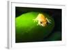 Frog in the Amazon Rainforest at Night, Coca, Ecuador, South America-Matthew Williams-Ellis-Framed Photographic Print