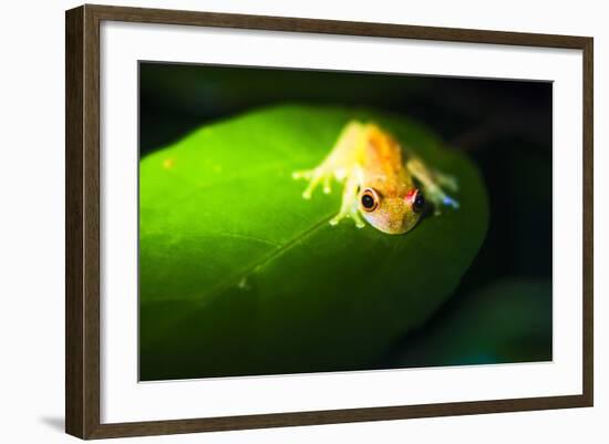 Frog in the Amazon Rainforest at Night, Coca, Ecuador, South America-Matthew Williams-Ellis-Framed Photographic Print