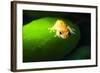 Frog in the Amazon Rainforest at Night, Coca, Ecuador, South America-Matthew Williams-Ellis-Framed Photographic Print
