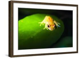 Frog in the Amazon Rainforest at Night, Coca, Ecuador, South America-Matthew Williams-Ellis-Framed Photographic Print