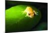 Frog in the Amazon Rainforest at Night, Coca, Ecuador, South America-Matthew Williams-Ellis-Mounted Photographic Print