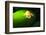 Frog in the Amazon Rainforest at Night, Coca, Ecuador, South America-Matthew Williams-Ellis-Framed Photographic Print