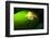 Frog in the Amazon Rainforest at Night, Coca, Ecuador, South America-Matthew Williams-Ellis-Framed Photographic Print