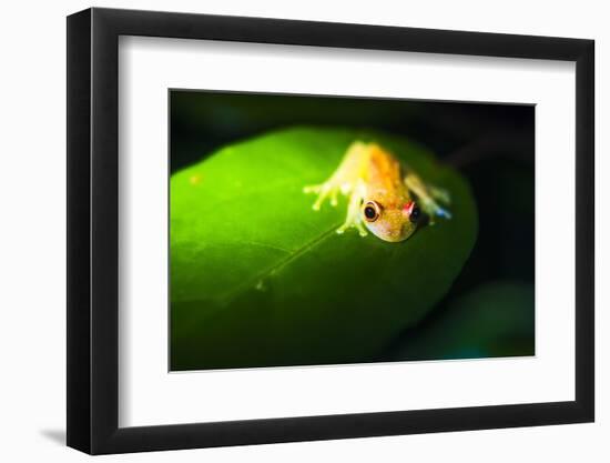 Frog in the Amazon Rainforest at Night, Coca, Ecuador, South America-Matthew Williams-Ellis-Framed Photographic Print