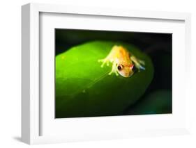 Frog in the Amazon Rainforest at Night, Coca, Ecuador, South America-Matthew Williams-Ellis-Framed Photographic Print