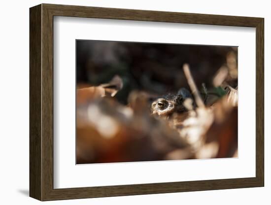 Frog in the forest-Nadja Jacke-Framed Photographic Print
