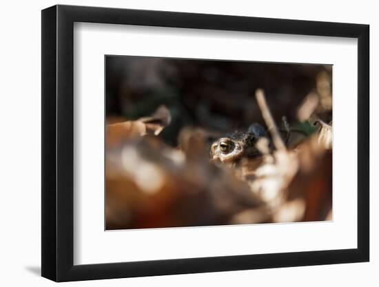 Frog in the forest-Nadja Jacke-Framed Photographic Print