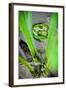 Frog in the Reeds, Connecticut Pond-Daniel Gambino-Framed Photographic Print